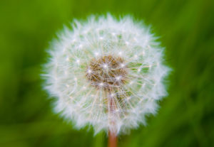 dandelion